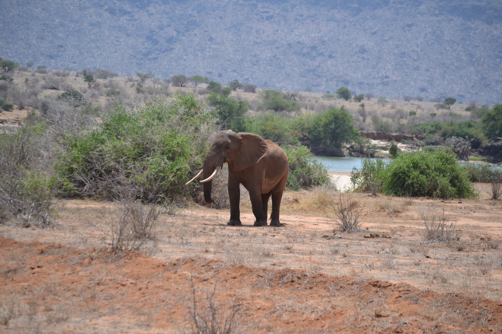 Elephant standing in open terrain near vegetation and water