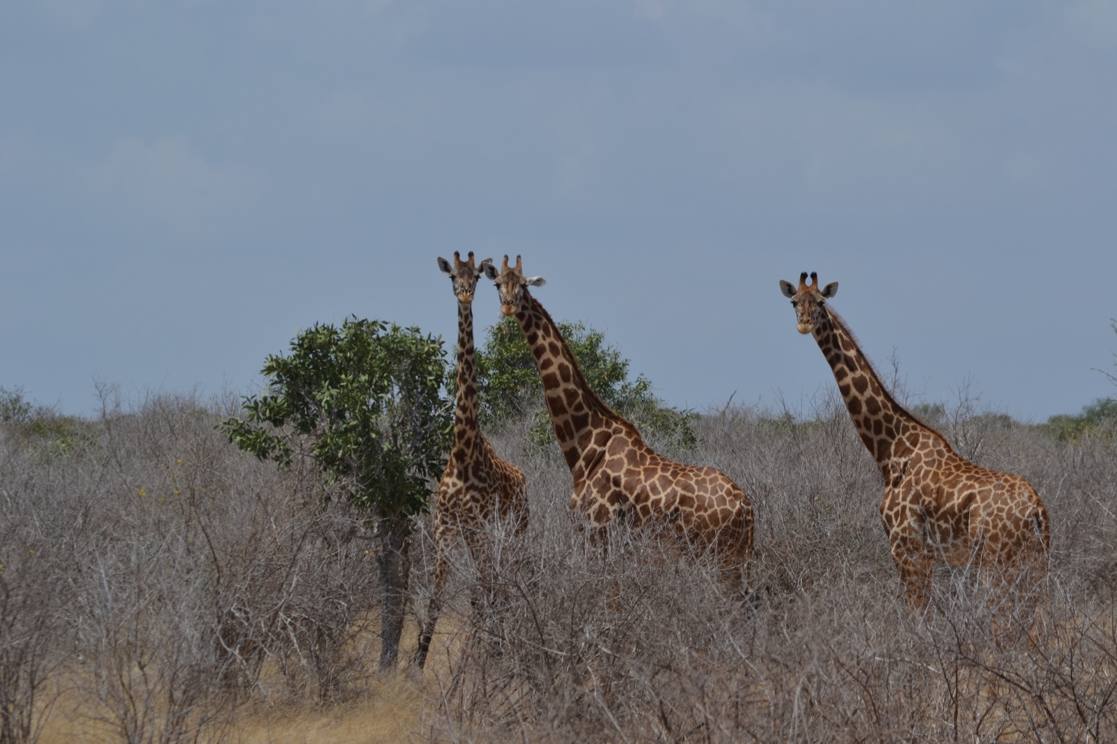 Three giraffes standing in dry scrubland